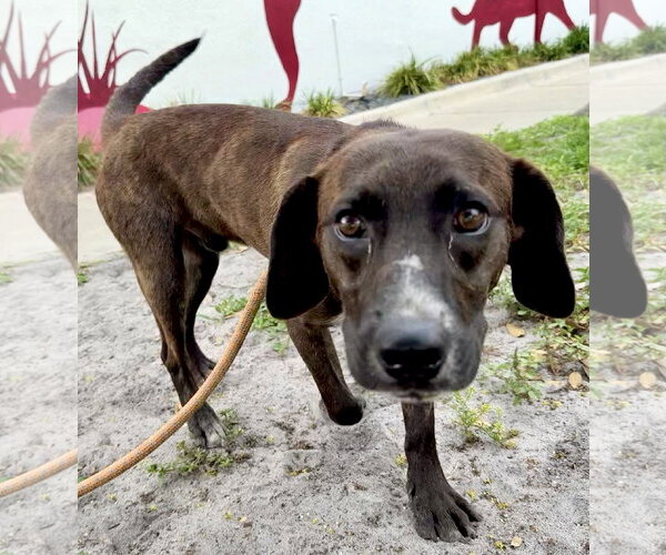 Medium Photo #1 Beagle-Plott Hound Mix Puppy For Sale in Sanford, FL, USA