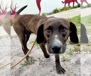 Beagle-Plott Hound Mix Dogs for adoption in Sanford, FL, USA