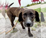 Small Beagle-Plott Hound Mix