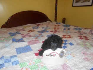 Poodle (Toy) Puppy for sale in WEST LIBERTY, KY, USA