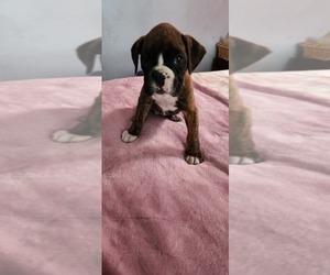 Boxer Puppy for sale in WEST ORANGE, NJ, USA