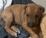 Puppy Puppy 2 red Rhodesian Ridgeback