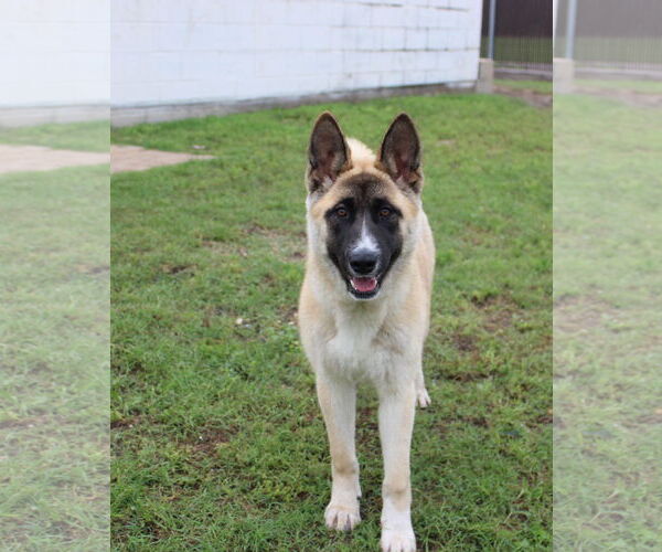 Medium Photo #3 Akita Puppy For Sale in Pottstown, PA, USA