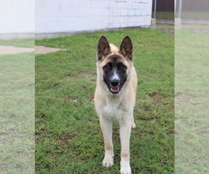 Kylie - Female Akita-Unknown Mix Dog for Adoption - Photo #3