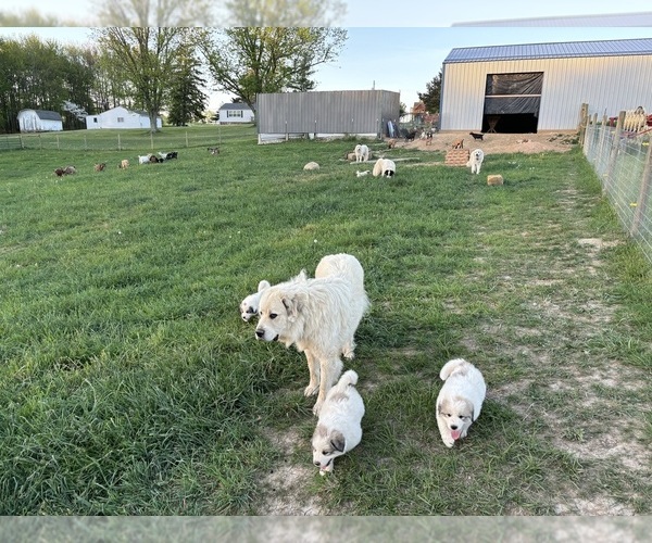 Medium Photo #1 Great Pyrenees Puppy For Sale in CARROLLTON, OH, USA