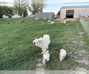 Father of the Great Pyrenees puppies born on 04/23/2024