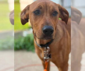 Bear - Male Labrador Retriever-Unknown Mix Dog for Adoption - Photo #2