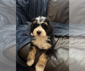 Bernedoodle (Miniature) Puppy for sale in KEWASKUM, WI, USA