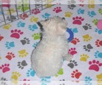 Small Photo #7 Schnoodle (Miniature) Puppy For Sale in ORO VALLEY, AZ, USA