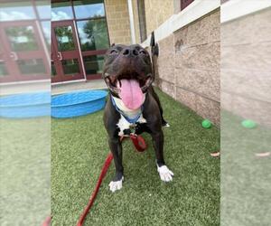 American Pit Bull Terrier Dogs for adoption in Derwood, MD, USA