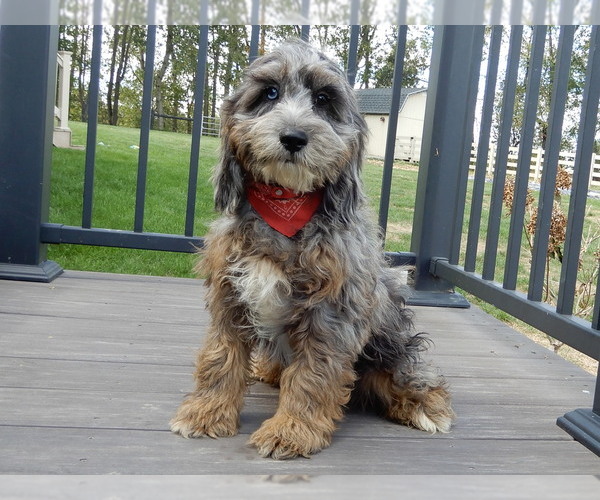 Medium Photo #1 Cock-A-Poo Puppy For Sale in MILLERSBURG, OH, USA