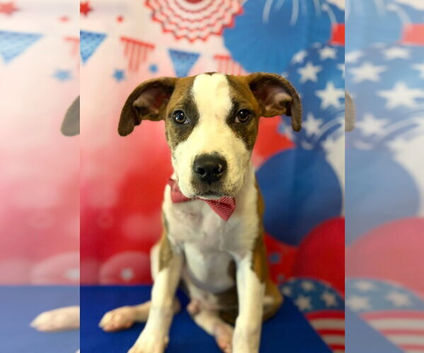 Medium Photo #4 American Pit Bull Terrier-Unknown Mix Puppy For Sale in Hillsboro, MO, USA