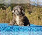 Small #11 ShihPoo