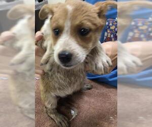 Mutt Dogs for adoption in Riverside, CA, USA