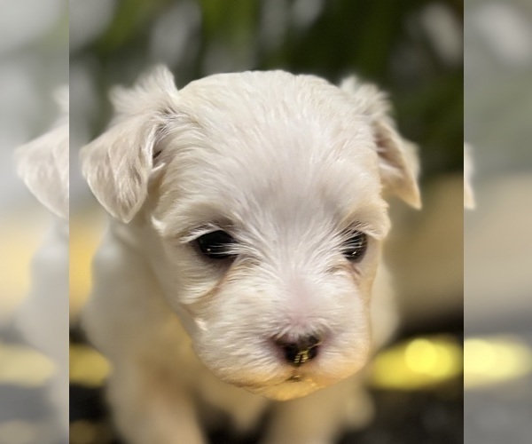 Medium Photo #2 Maltese Puppy For Sale in ROCK STREAM, NY, USA