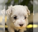 Small #1 Maltese