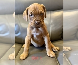 Dogue de Bordeaux Puppy for sale in CINCINNATI, OH, USA