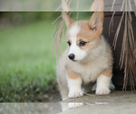 Small Photo #16 Pembroke Welsh Corgi Puppy For Sale in ELKTON, KY, USA
