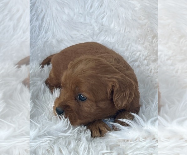 Medium Photo #3 Cavapoo (Toy) Puppy For Sale in NILES, MI, USA