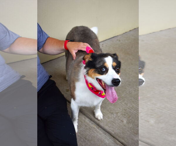 Medium Photo #3 Mutt Puppy For Sale in McKinney, TX, USA