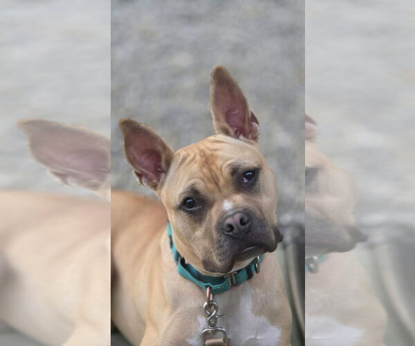 Medium Photo #1 American French Bull Terrier Puppy For Sale in Sayreville, NJ, NJ, USA