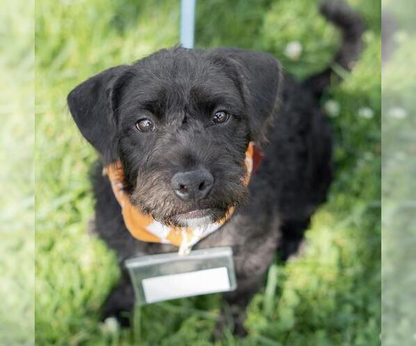 Medium Photo #15 Mutt Puppy For Sale in San Diego, CA, USA
