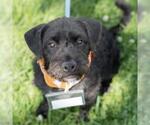 Small #14 Mutt