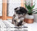 Small #1 Poodle (Toy)-Yorkshire Terrier Mix