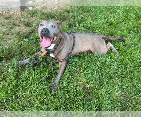 Medium Photo #4 American Pit Bull Terrier Puppy For Sale in Cromwell, KY, USA