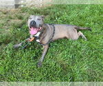 Small #3 American Pit Bull Terrier