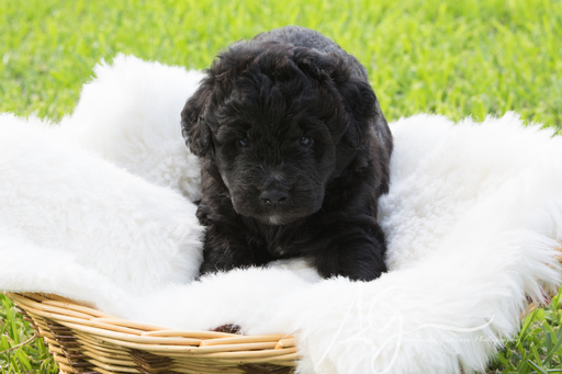 Medium Photo #1 Aussiedoodle Puppy For Sale in AZLE, TX, USA