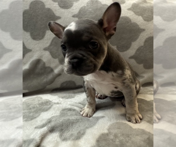 Medium Photo #28 French Bulldog Puppy For Sale in MIDDLEBURY, IN, USA