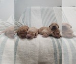 Small #4 Golden Retriever