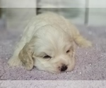 Small Photo #14 Cocker Spaniel Puppy For Sale in TERRY, MS, USA