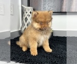 Small #3 Pomeranian