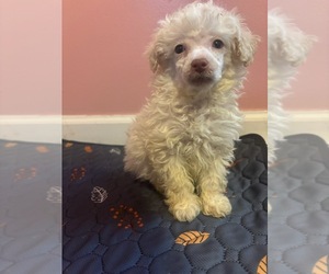 Poodle (Toy) Puppy for sale in BLACKSTONE, VA, USA