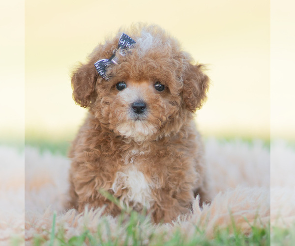 Medium Photo #92 Poodle (Miniature) Puppy For Sale in WARSAW, IN, USA