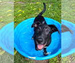 Small #4 German Shepherd Dog Mix