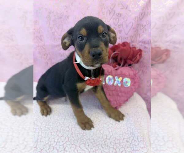 Medium Photo #2 Labrottie Puppy For Sale in Lakewood, CO, USA