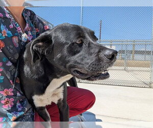 Labrenees Dogs for adoption in Denver, CO, USA