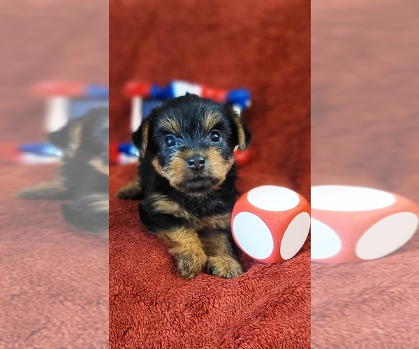 Medium Photo #10 Yorkshire Terrier Puppy For Sale in AKRON, OH, USA