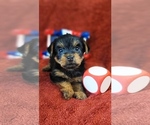 Small #9 Yorkshire Terrier