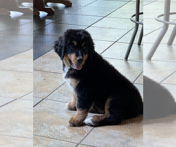 Medium Photo #4 Bernedoodle Puppy For Sale in MINEOLA, TX, USA