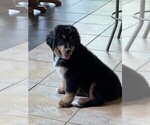 Small Photo #4 Bernedoodle Puppy For Sale in MINEOLA, TX, USA