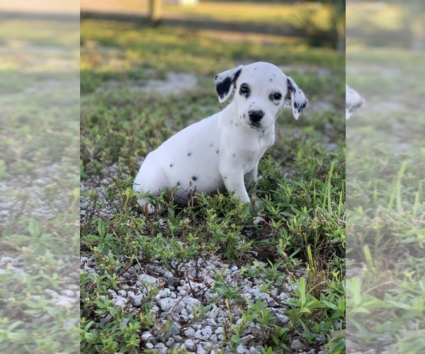 Medium Photo #5 Dalmatian Puppy For Sale in MERRITT IS, FL, USA