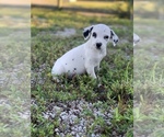 Small Photo #5 Dalmatian Puppy For Sale in MERRITT IS, FL, USA