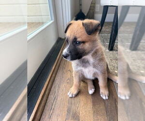 German Shepherd Dog-Unknown Mix Dogs for adoption in Santa Cruz, CA, USA