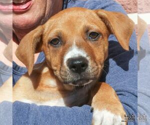 Asher - Male Labrador Retriever-Unknown Mix Dog for Adoption
