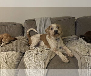 Mutt Dogs for adoption in Doylestown, PA, USA