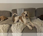 Gunner - Male Mutt Dog for Adoption - Small photo
